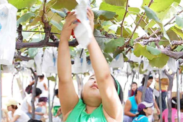 포도따기 체험
